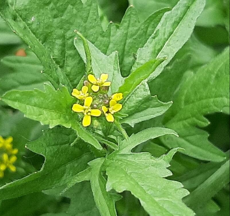 Erísimo: Desinflama la garganta y aclara la voz