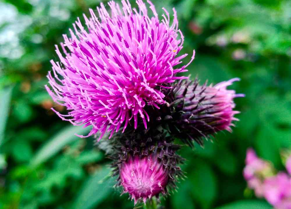 Las propiedades de la Bardana.