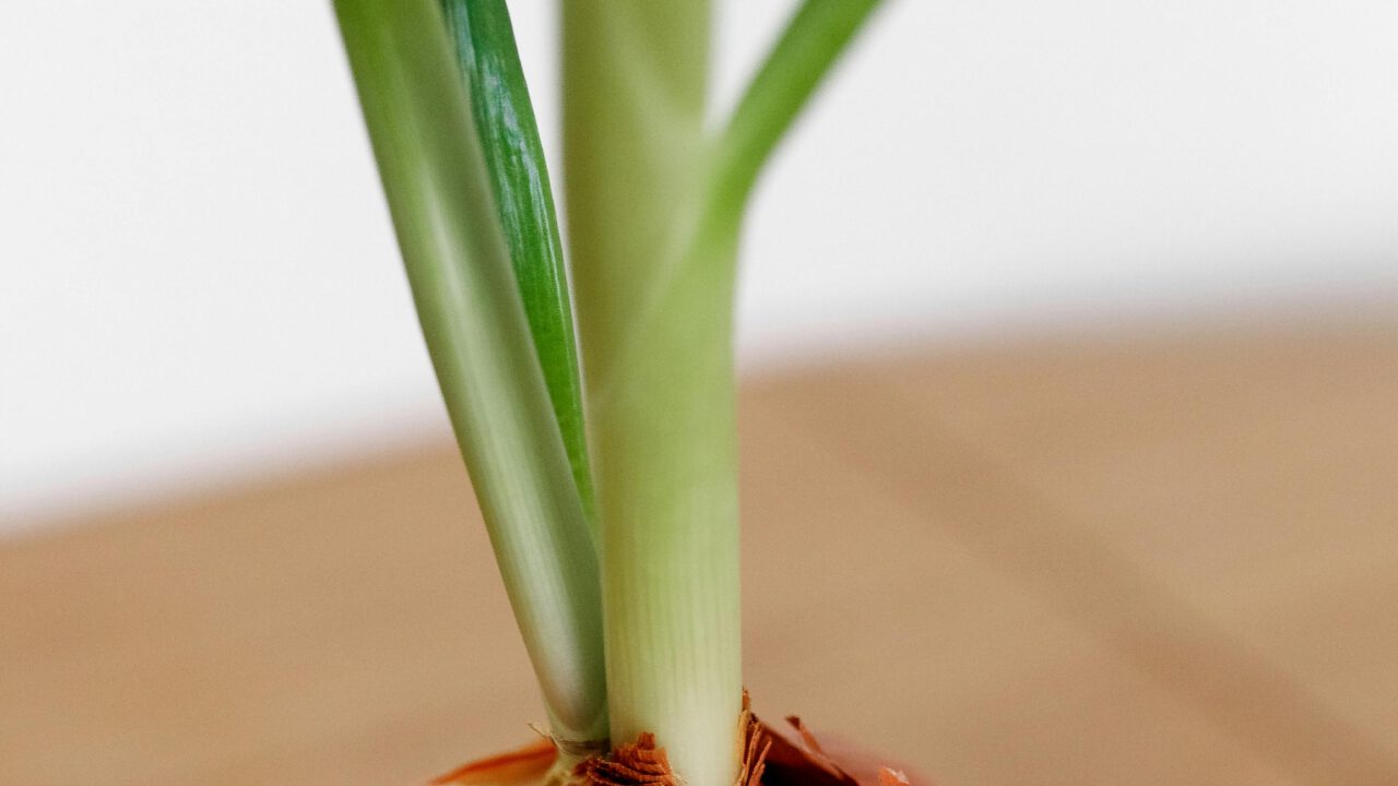 Los beneficios de la cebolla, Allium cepa.