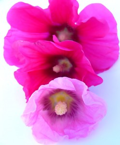 Los benefícios de la Malva real.