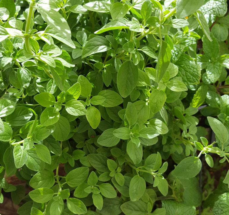 Mejorana y sus aplicaciones