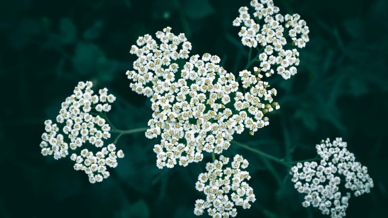 Milenrama flores y hojas que nos ayudan