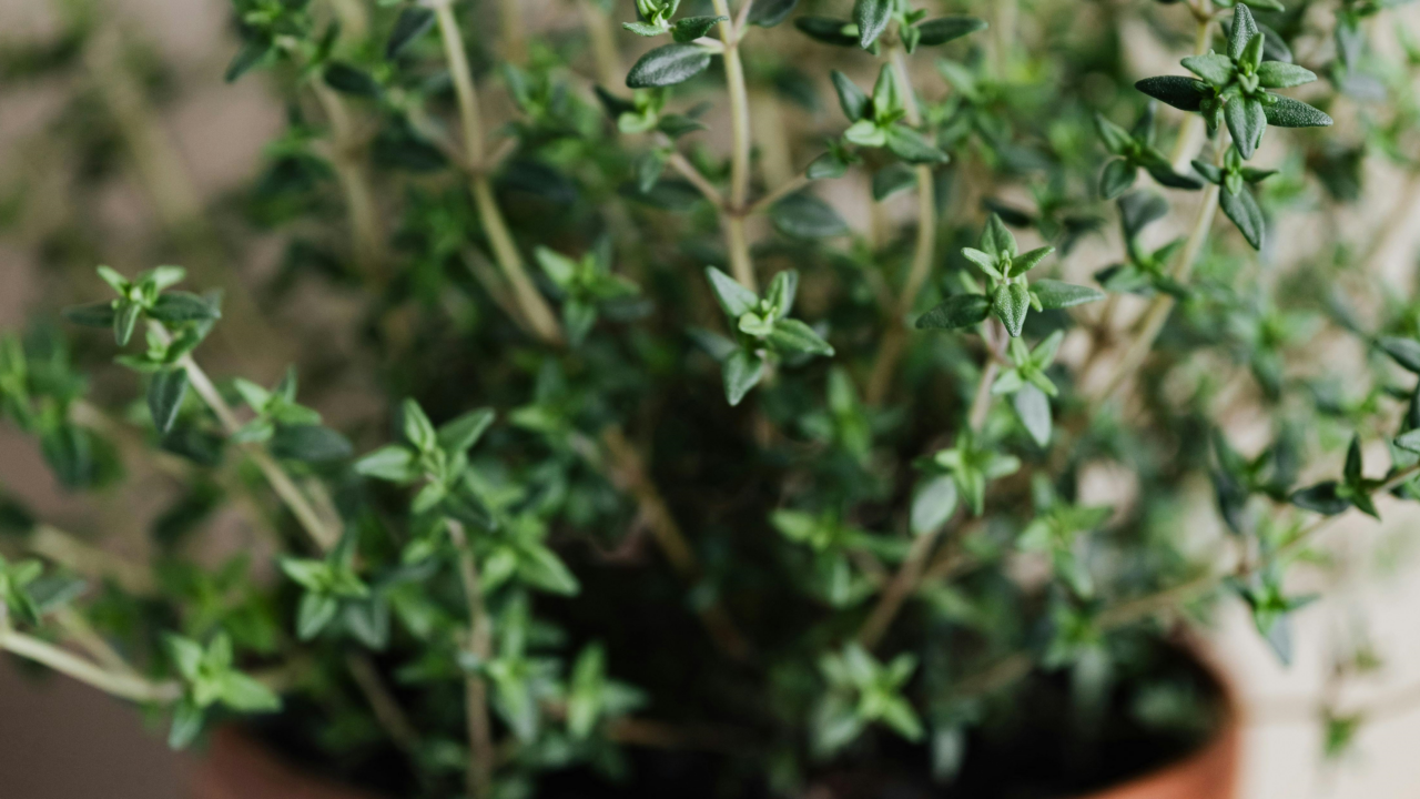 El tomillo y sus propiedades