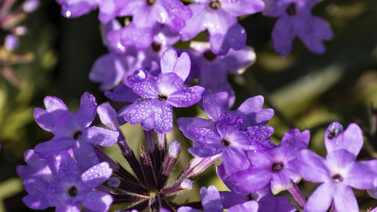 Verbena para el dolor de cabeza